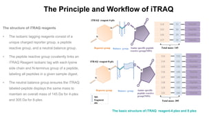 Mass Spectrometry-Based Proteomics Quantification: iTRAQ  Slide 3