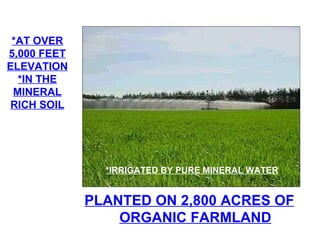 *AT OVER 5,000 FEET ELEVATION *IN THE MINERAL RICH SOIL PLANTED ON 2,800 ACRES OF ORGANIC FARMLAND *IRRIGATED BY PURE MINERAL WATER 