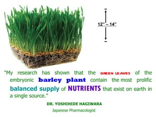 "My research has shown that the  green leaves  of the embryonic  barley plant  contain the most prolific  balanced supply  of  NUTRIENTS  that exist on earth in a single source.” DR. YOSHIHIDE HAGIWARA Japanese Pharmacologist 12” – 14” 