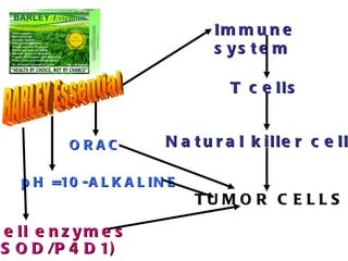 Immune system T cells Natural killer cells TUMOR CELLS pH =10-ALKALINE Cell enzymes BARLEY Essential ORAC (SOD/P4D1) 
