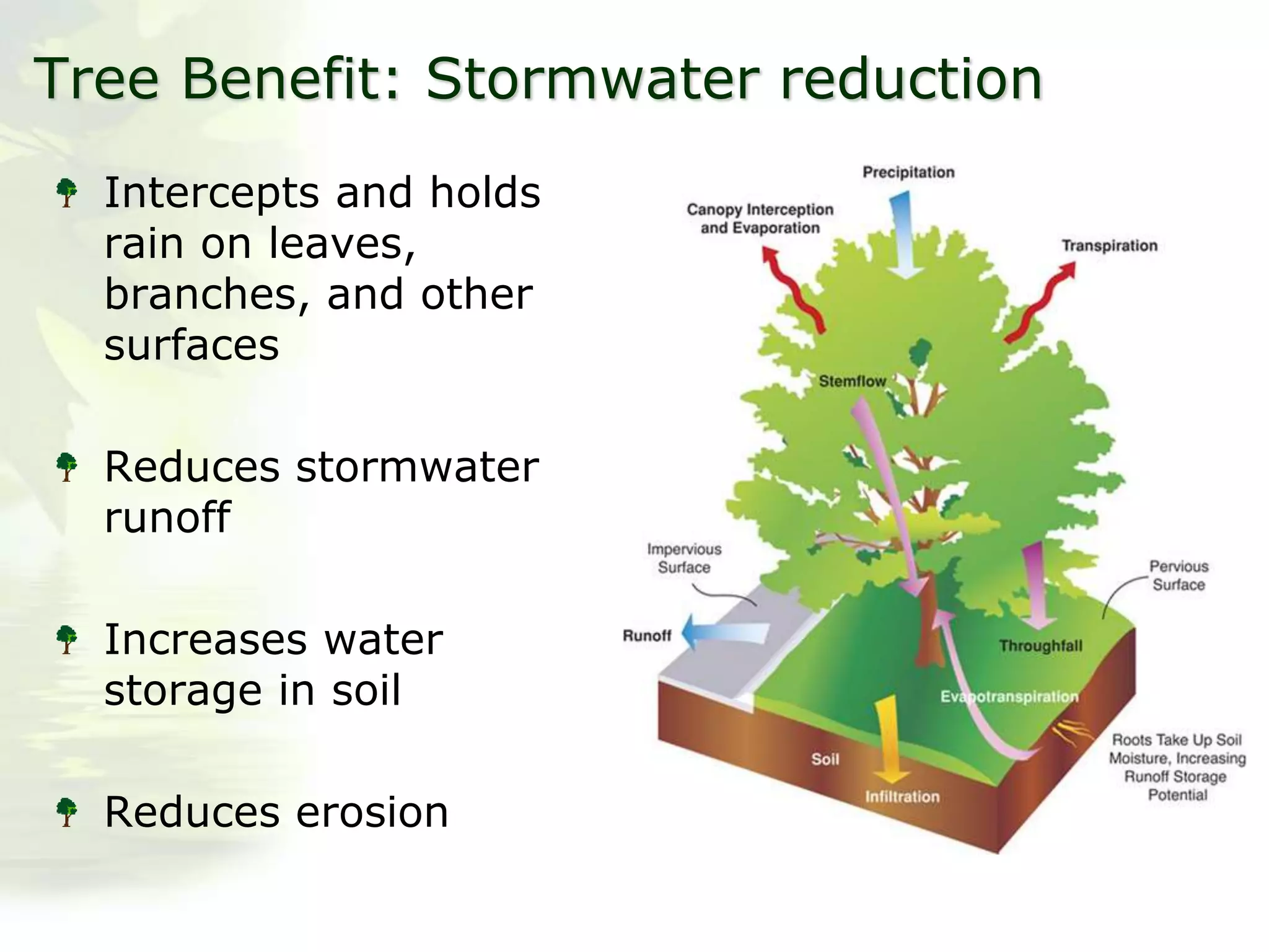 Tree Benefit: Stormwater reduction
Intercepts and holds
rain on leaves,
branches, and other
surfaces
Reduces stormwater
runoff
Increases water
storage in soil
Reduces erosion
 