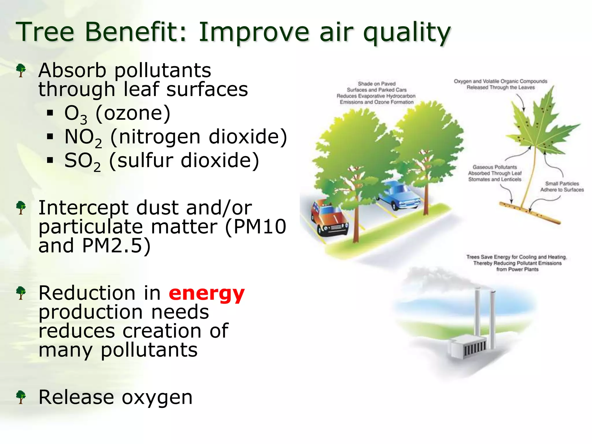 Tree Benefit: Improve air quality
Absorb pollutants
through leaf surfaces
 O3 (ozone)
 NO2 (nitrogen dioxide)
 SO2 (sulfur dioxide)
Intercept dust and/or
particulate matter (PM10
and PM2.5)
Reduction in energy
production needs
reduces creation of
many pollutants
Release oxygen
 