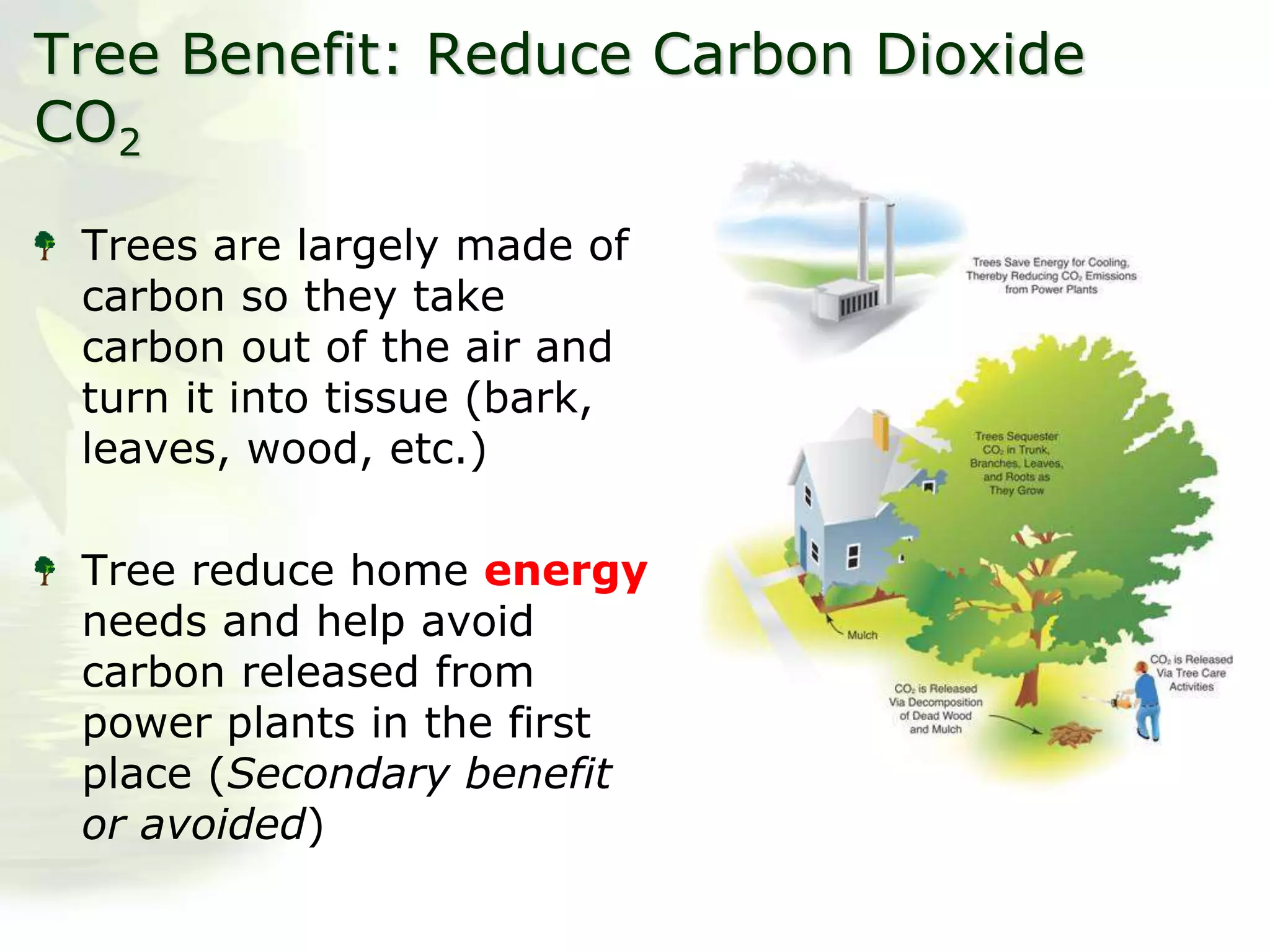 Tree Benefit: Reduce Carbon Dioxide
CO2
Trees are largely made of
carbon so they take
carbon out of the air and
turn it into tissue (bark,
leaves, wood, etc.)
Tree reduce home energy
needs and help avoid
carbon released from
power plants in the first
place (Secondary benefit
or avoided)
 