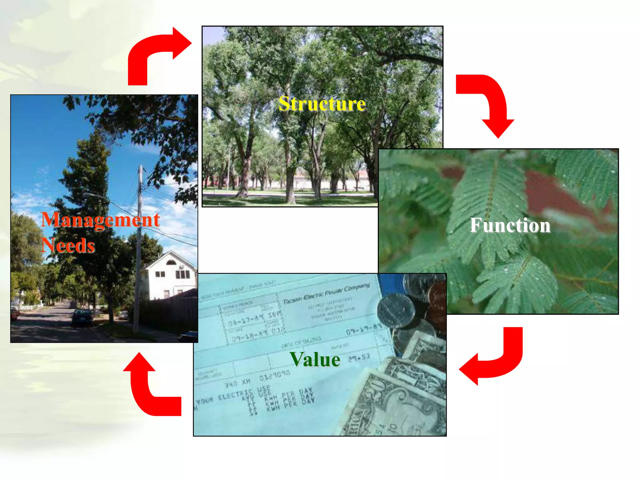 Structure
Function
Value
Management
Needs
 