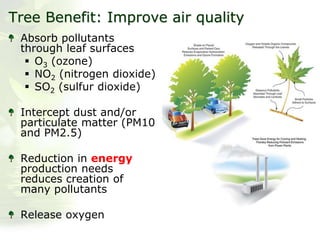 Tree Benefit: Improve air quality
Absorb pollutants
through leaf surfaces
 O3 (ozone)
 NO2 (nitrogen dioxide)
 SO2 (sulfur dioxide)
Intercept dust and/or
particulate matter (PM10
and PM2.5)
Reduction in energy
production needs
reduces creation of
many pollutants
Release oxygen
 
