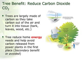 Tree Benefit: Reduce Carbon Dioxide
CO2
Trees are largely made of
carbon so they take
carbon out of the air and
turn it into tissue (bark,
leaves, wood, etc.)
Tree reduce home energy
needs and help avoid
carbon released from
power plants in the first
place (Secondary benefit
or avoided)
 