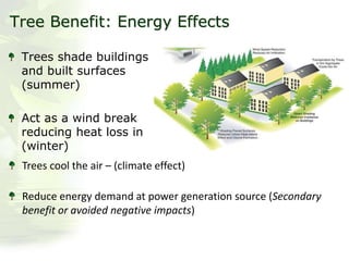 Tree Benefit: Energy Effects
Trees shade buildings
and built surfaces
(summer)
Act as a wind break
reducing heat loss in
(winter)
Trees cool the air – (climate effect)
Reduce energy demand at power generation source (Secondary
benefit or avoided negative impacts)
 