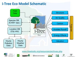 i-Tree is a
Cooperative
Initiative among
these partners
i-Tree Eco Model Schematic
Field
Data
Location DB
(City info)
Species DB
(6,400+ spp.)
Hourly
Pollution
Data
Hourly
Weather
Data
Air Quality
www.itreetools.org/resources/archives.php
Carbon
Avoided Runoff
Energy Effects
Valuation
Structure
Forecast
 