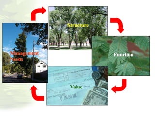 Structure
Function
Value
Management
Needs
 