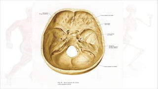 Itrodução a anatomia.pdf