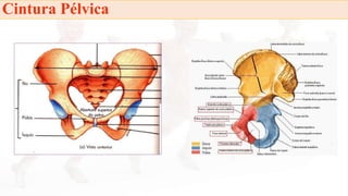 Itrodução a anatomia.pdf