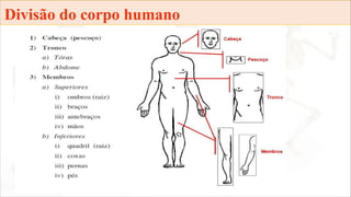 Divisão do corpo humano
 