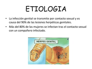 ETIOLOGIA La infección genital se transmite por contacto sexual y es causa del 90% de las lesiones herpéticas genitales. Más del 80% de las mujeres se infectan tras el contacto sexual con un compañero infectado. 