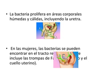 La bacteria prolifera en áreas corporales húmedas y cálidas, incluyendo la uretra. En las mujeres, las bacterias se pueden encontrar en el tracto reproductor (que incluye las trompas de Falopio, el útero y el cuello uterino).  