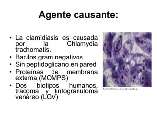 Agente causante: La clamidiasis es causada por la Chlamydia trachomatis. Bacilos gram negativos Sin peptidoglicano en pared Proteínas de membrana externa (MOMPS) Dos biotipos humanos, tracoma y linfogranuloma venéreo (LGV) 