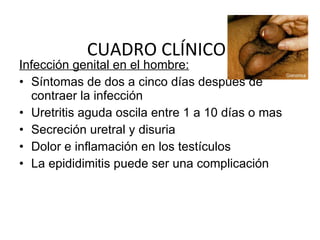CUADRO CLÍNICO Infección genital en el hombre: Síntomas de dos a cinco días después de contraer la infección  Uretritis aguda oscila entre 1 a 10 días o mas Secreción uretral y disuria Dolor e inflamación en los testículos La epididimitis puede ser una complicación 