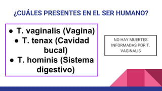 ¿CUÁLES PRESENTES EN EL SER HUMANO?
● T. vaginalis (Vagina)
● T. tenax (Cavidad
bucal)
● T. hominis (Sistema
digestivo)
NO HAY MUERTES
INFORMADAS POR T.
VAGINALIS
 