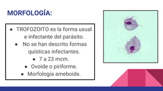 MORFOLOGÍA:
● TROFOZOITO es la forma usual
e infectante del parásito.
● No se han descrito formas
quísticas infectantes.
● 7 a 23 mcm.
● Ovoide o piriforme.
● Morfología ameboide.
 