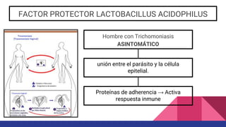 FACTOR PROTECTOR LACTOBACILLUS ACIDOPHILUS
Hombre con Trichomoniasis
ASINTOMÁTICO
unión entre el parásito y la célula
epitelial.
Proteínas de adherencia → Activa
respuesta inmune
 