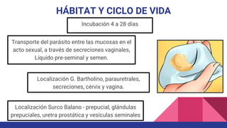 HÁBITAT Y CICLO DE VIDA
Transporte del parásito entre las mucosas en el
acto sexual, a través de secreciones vaginales,
Líquido pre-seminal y semen.
Localización G. Bartholino, parauretrales,
secreciones, cérvix y vagina.
Localización Surco Balano - prepucial, glándulas
prepuciales, uretra prostática y vesículas seminales
Incubación 4 a 28 días
 