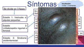 SíntomasSe divide en 3 fases
Estadio 1: Vesículas o
pápulas pequeñas.
Estadio 2:
Linfadenopatía inguinal o
femoral.
Incubación:
3 días - 2 semanas.
Se curan con rapidez y no dejan cicatrices.
Aparecen en la horquilla y la pared vaginal posterior.
Los ganglios inguinales y femorales aumentan de
volumen gradualmente,son dolorosos, en ambos
lados del ligamento inguinal, se fusionan y crean el
“signo del surco”. Los ganglios se rompen y forman
fístulas precedidos de fiebre.
Presentan prurito rectal y secreción mucosa de las
úlceras rectales. se da como resultado de la obstrucción
linfática por la linfangitis y algunas veces genera
elefantiasis de genitales externos.
 