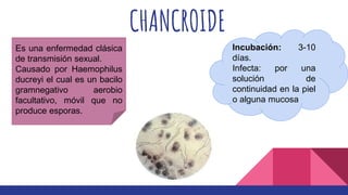 CHANCROIDE
Es una enfermedad clásica
de transmisión sexual.
Causado por Haemophilus
ducreyi el cual es un bacilo
gramnegativo aerobio
facultativo, móvil que no
produce esporas.
Incubación: 3-10
días.
Infecta: por una
solución de
continuidad en la piel
o alguna mucosa
 