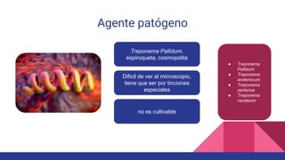 Agente patógeno
Treponema Pallidum,
espiroqueta, cosmopolita
Dificil de ver al microscopio,
tiene que ser por tinciones
especiales
no es cultivable
● Treponema
Pallidum
● Treponema
endemicum
● Treponema
pertenue
● Treponema
carateum
 