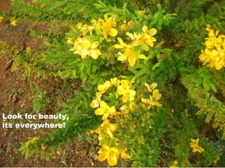 Look for beauty,
its everywhere!