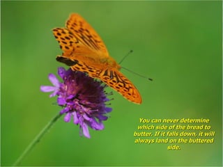 You can never determine which side of the bread to butter. If it falls down, it will always land on the buttered side. 