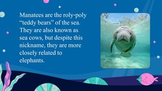 Manatees | PPT