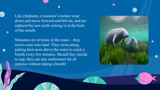 Manatees | PPT