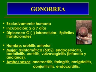 GONORREA

 Exclusivamente humana
 Incubación: 2 a 7 días
 Diplococo G (-) intracelular. Epitelios
  transicionales

 Hombre: uretritis anterior
 Mujer: asintomática (50%), endocervicitis,
  bartolinitis, uretritis, vulvovaginitis (infancia y
  ancianas).
 Ambos sexos: anorrectitis, faringitis, amigdalitis,
                   conjuntivitis, endocarditis.
 