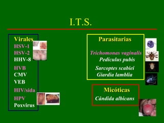 I.T.S.
Virales              Parasitarias
HSV-1
HSV-2           Trichomonas vaginalis
HHV-8               Pediculus pubis
HVB                 Sarcoptes scabiei
CMV                 Giardia lamblia
VEB
HIV/sida               Micóticas
HPV                 Cándida albicans
Poxvirus
 