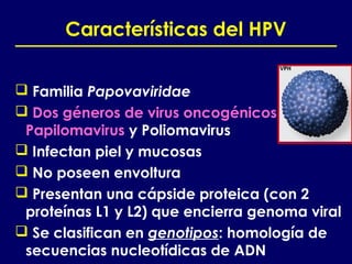 Características del HPV


 Familia Papovaviridae
 Dos géneros de virus oncogénicos:
 Papilomavirus y Poliomavirus
 Infectan piel y mucosas
 No poseen envoltura
 Presentan una cápside proteica (con 2
 proteínas L1 y L2) que encierra genoma viral
 Se clasifican en genotipos: homología de
 secuencias nucleotídicas de ADN
 