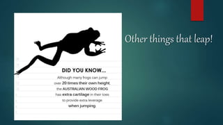 Other things that leap!
 