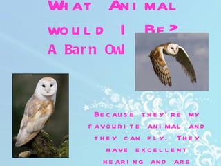 W at An i mal
 h
wo u l d I Be ?
A Bar n Owl



       Be c au s e t h e y’ r e my
     f avo u r i t e an i mal an d
       t h e y c an f l y. Th e y
           h ave e x c e l l e n t
          h e ar i n g an d ar e
 