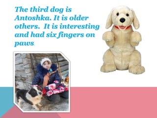 The third dog is
Antoshka. It is older
others. It is interesting
and had six fingers on
paws.
 