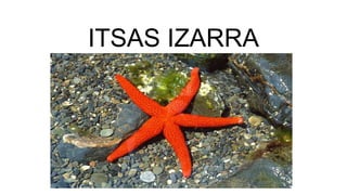 ITSAS IZARRA
 