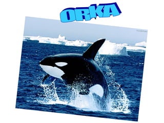 ORKA
 