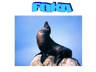 FOKA
 