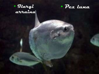 Ilargi arraina Pez luna 