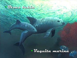 Itsas behia Vaquita marina 