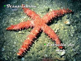 Itsas izarra Estrella de mar 