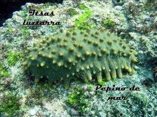 Itsas luztarra Pepino de mar 