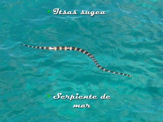 Itsas sugea Serpiente de mar 