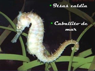 Itsas zaldia Caballito de mar 