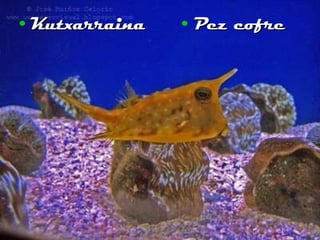 Kutxarraina Pez cofre 