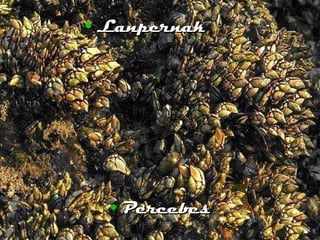 Lanpernak Percebes 