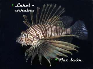 Lehoi - arraina Pez león 