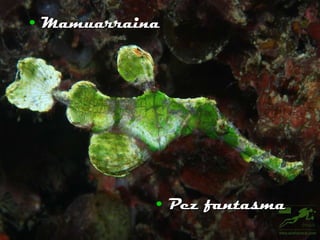 Mamuarraina Pez fantasma 